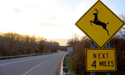 deer crossing sign